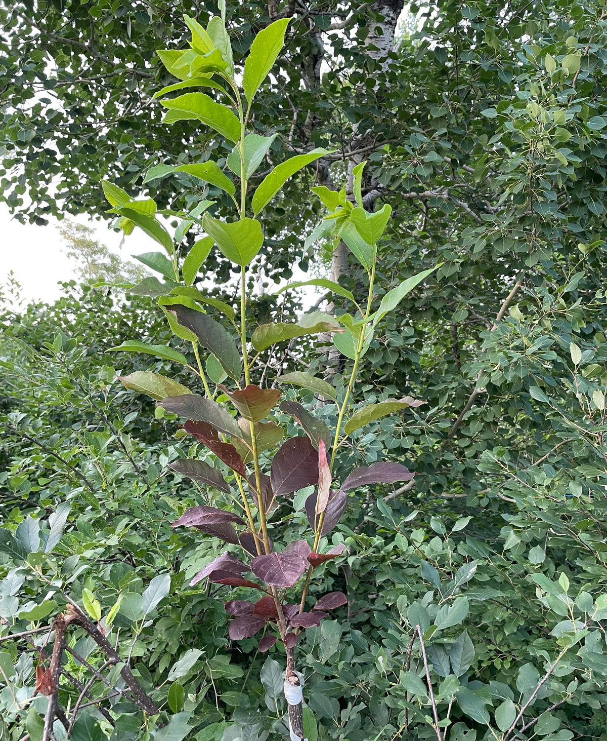 Cerisier de Virginie à feuilles rouges greffé sur un cerisier de Virginie sauvage