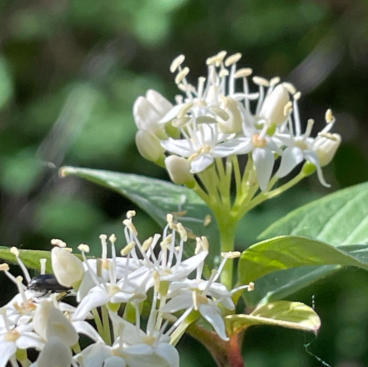 Cornejo de ramas rojas floreciendo esta semana. #dogwood, imagen 1 de 2