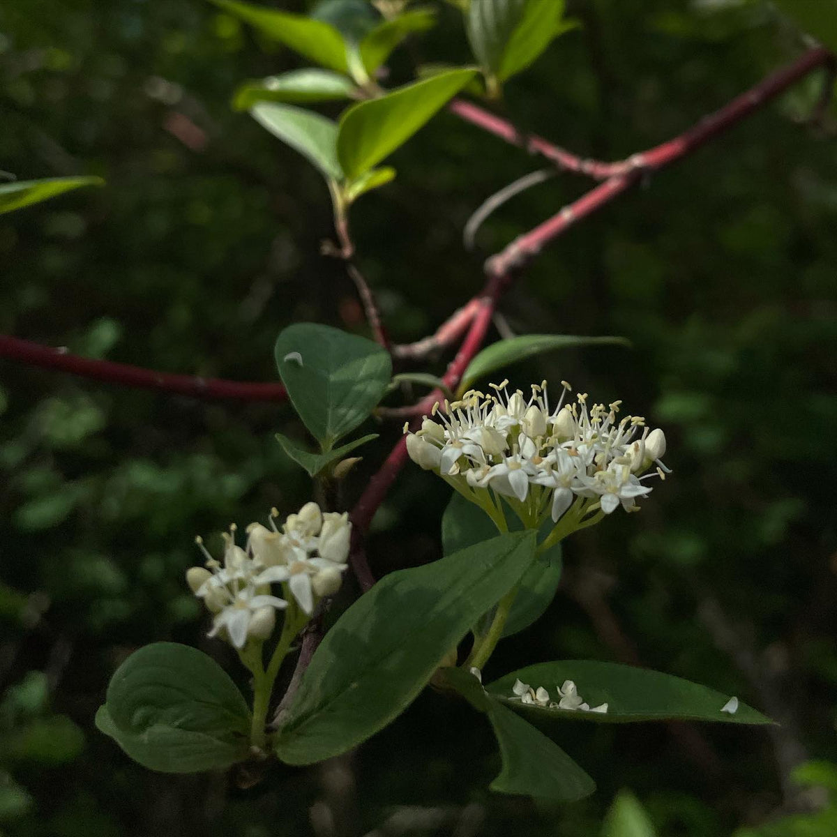 Cornejo de ramas rojas floreciendo esta semana. #dogwood, imagen 2 de 2