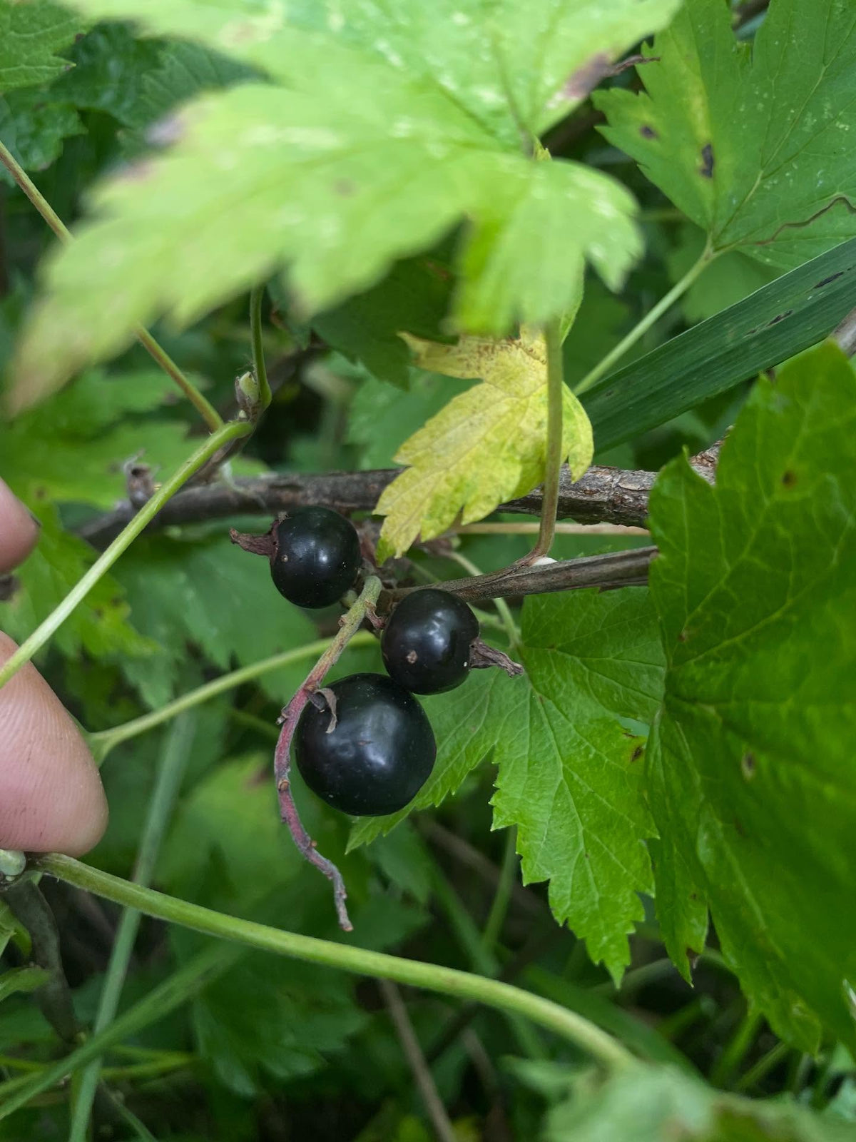 Ribes americanum, el grosellero negro americano silvestre, imagen 1 de 4