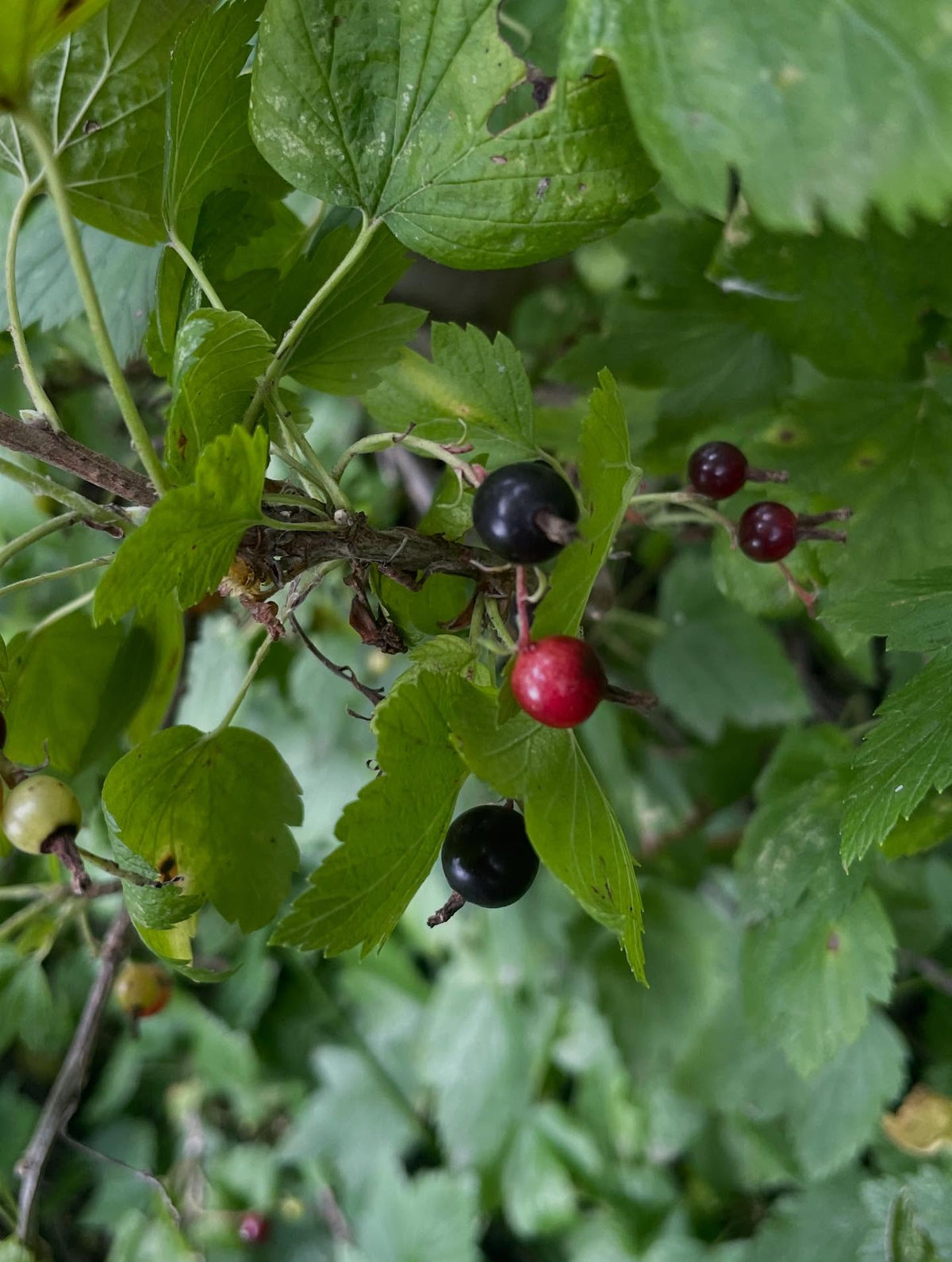Ribes americanum, el grosellero negro americano silvestre, imagen 2 de 4