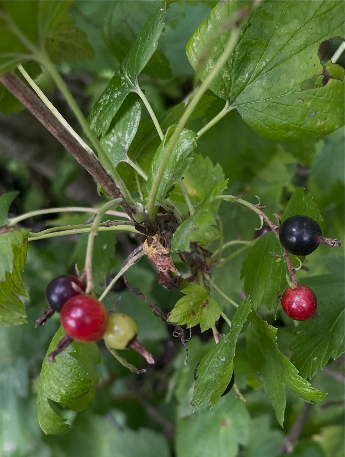 Ribes americanum, el grosellero negro americano silvestre, imagen 4 de 4