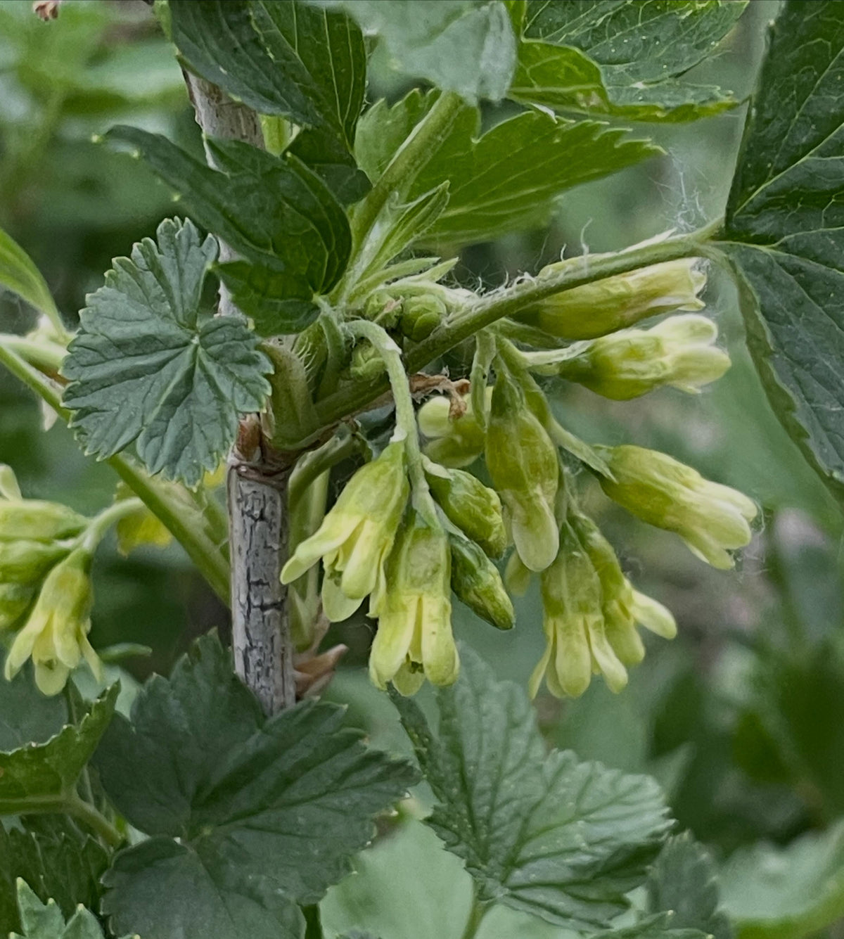 Ribes americanum, cassis sauvage d’Amérique, image 1 sur 4