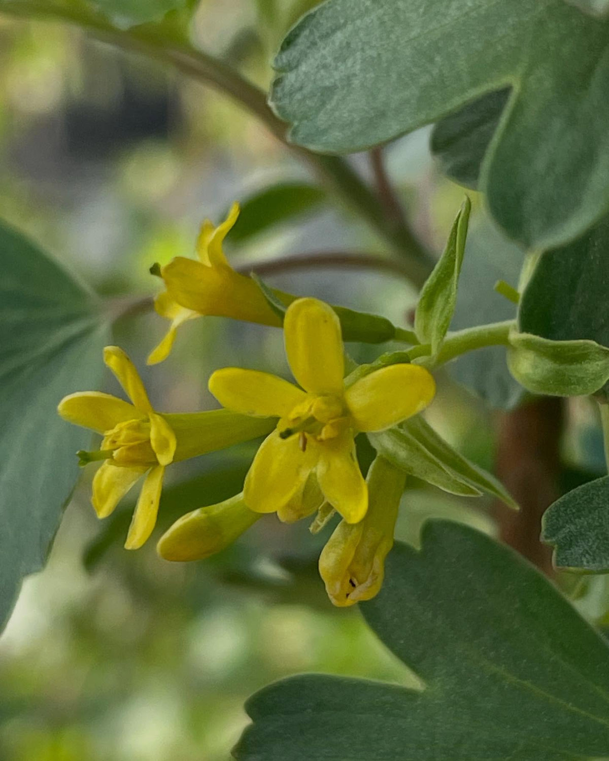 ribes aureum, grosellero dorado, imagen 1 de 2