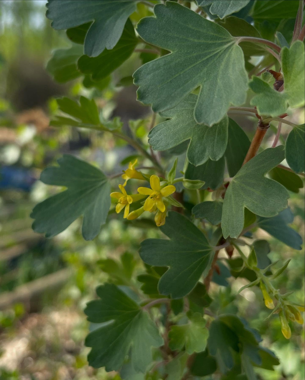 ribes aureum, grosellero dorado, imagen 2 de 2