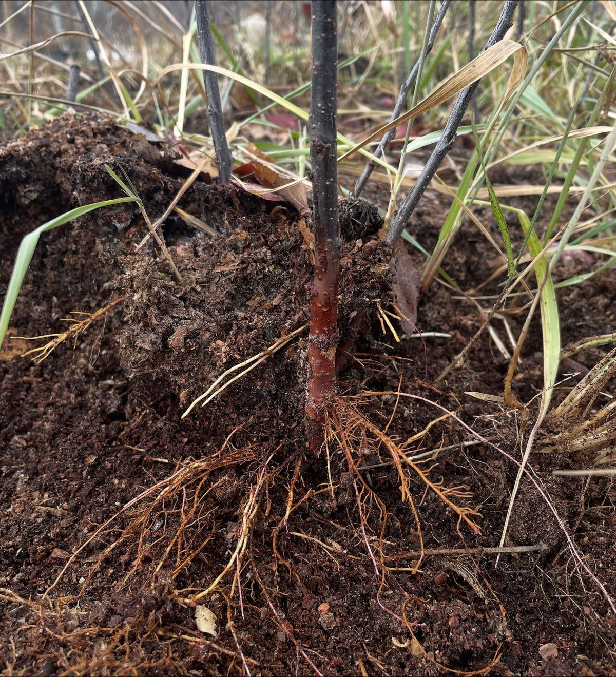 rootstock stoolbeds, one is b118 with the dark purple bark, and the other is ottawa3, image 1 of 4