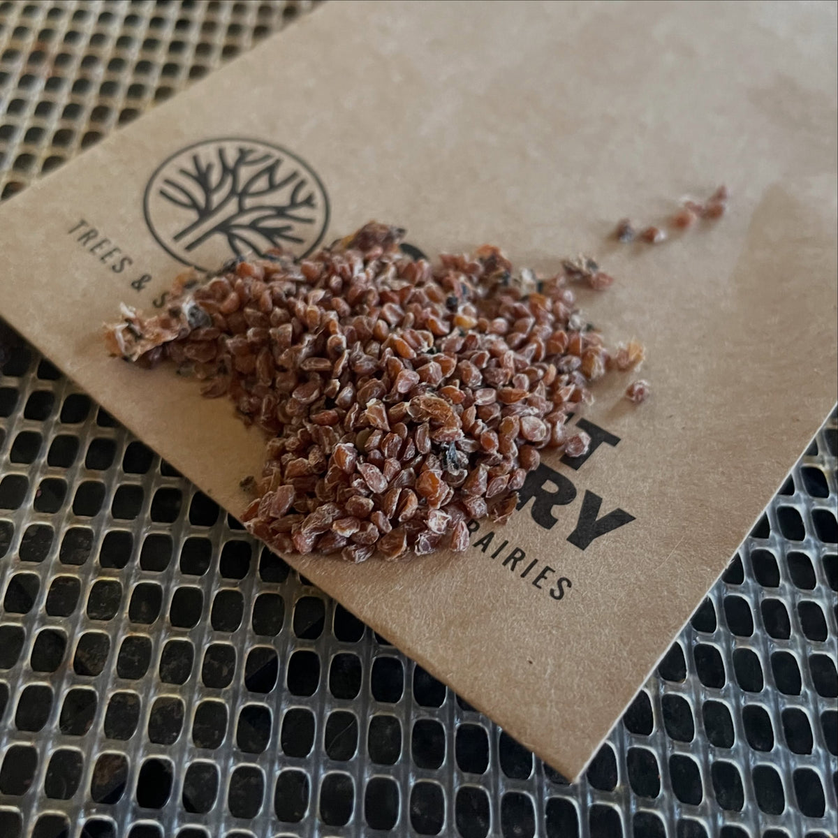 Graines nettoyées de groseillier brun rougeâtre en tas sur un sachet de graines Oak Summit Nursery posé au-dessus d’un plateau de déshydrateur.