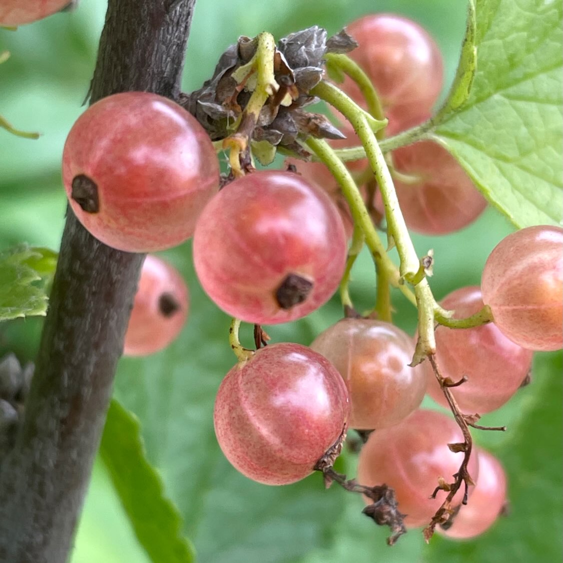 Groseilles roses translucides pendant en grappe à côté d’une tige ligneuse foncée et de feuilles vertes.
