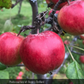September Ruby Apple Tree