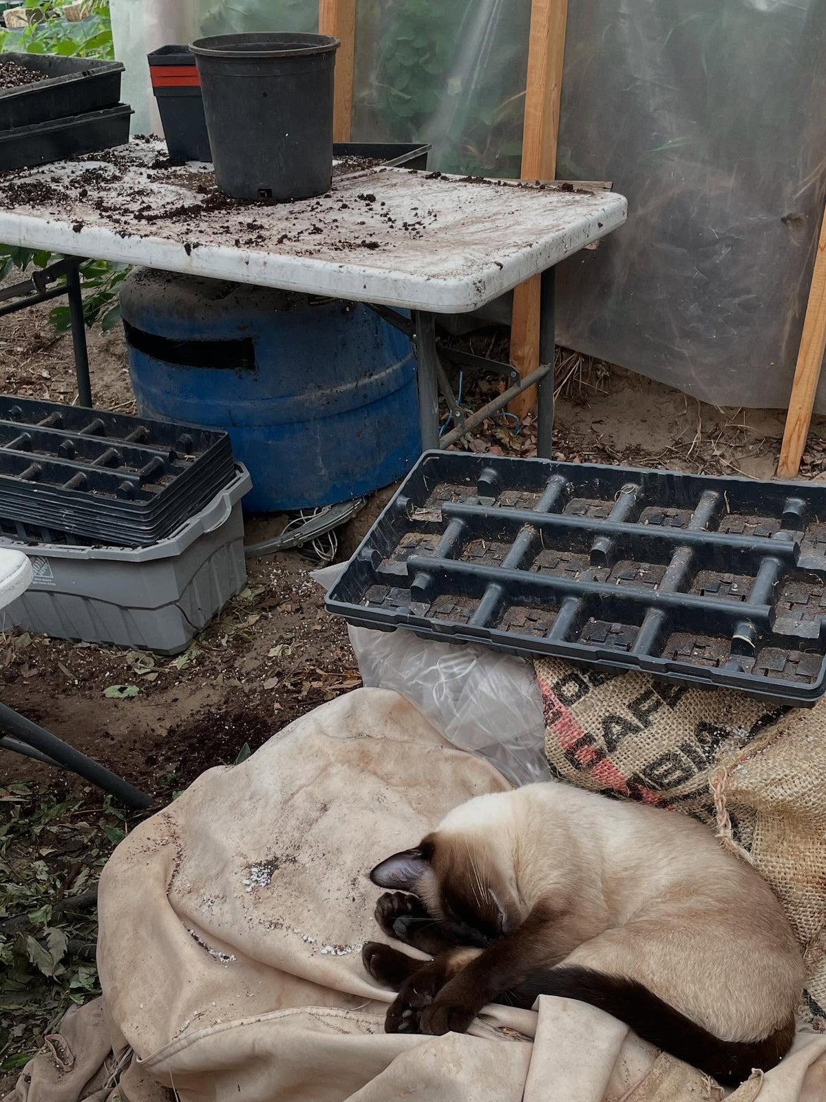 Shmaven echándose una siesta en el invernadero mientras paso plantas a macetas.