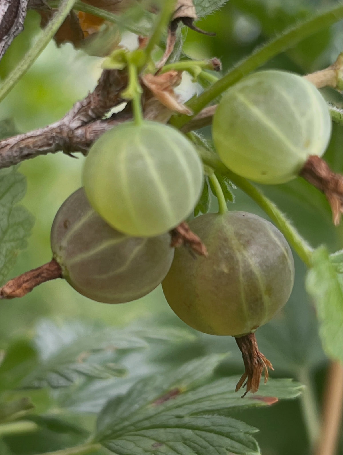 Smooth gooseberry fruit (Ribes hirtellum), illustrating the species. Seedlings may vary.
