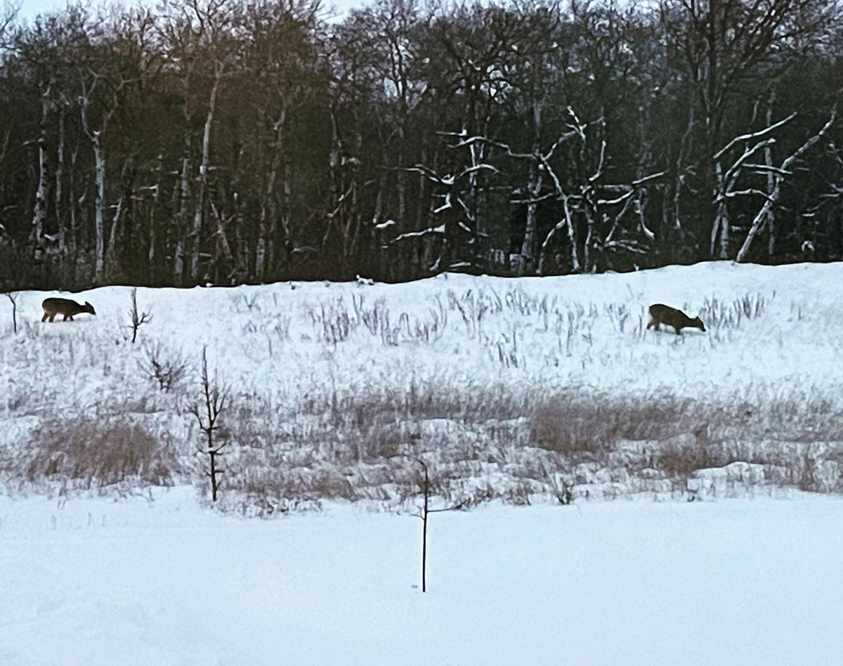 La nieve se está acumulando; normalmente no vemos ciervos en el jardín delantero