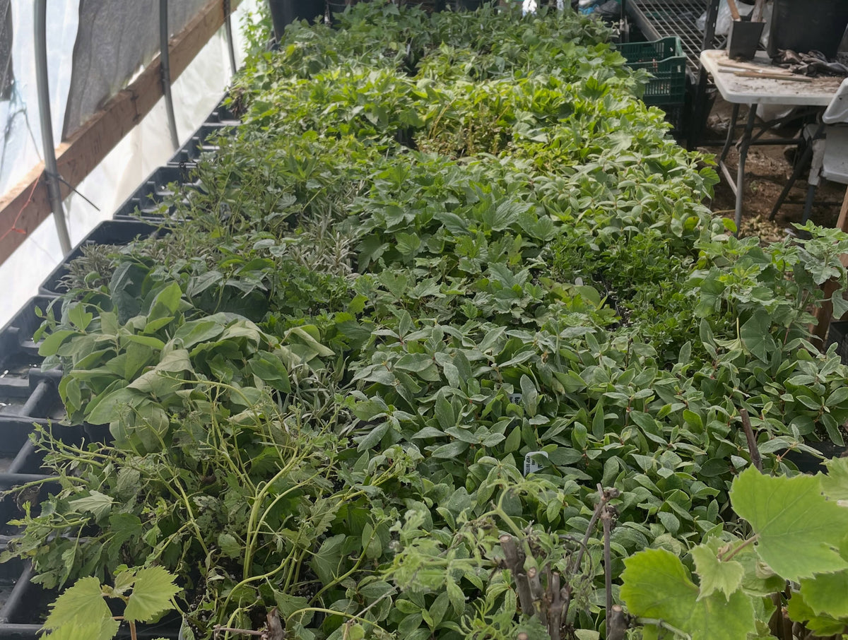 La temporada de esquejes de madera blanda es lo que me hace amar la propagación, imagen 2 de 3