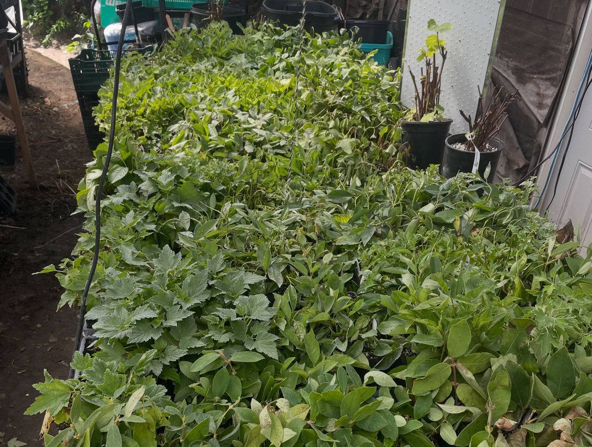 La temporada de esquejes de madera blanda es lo que me hace amar la propagación, imagen 3 de 3