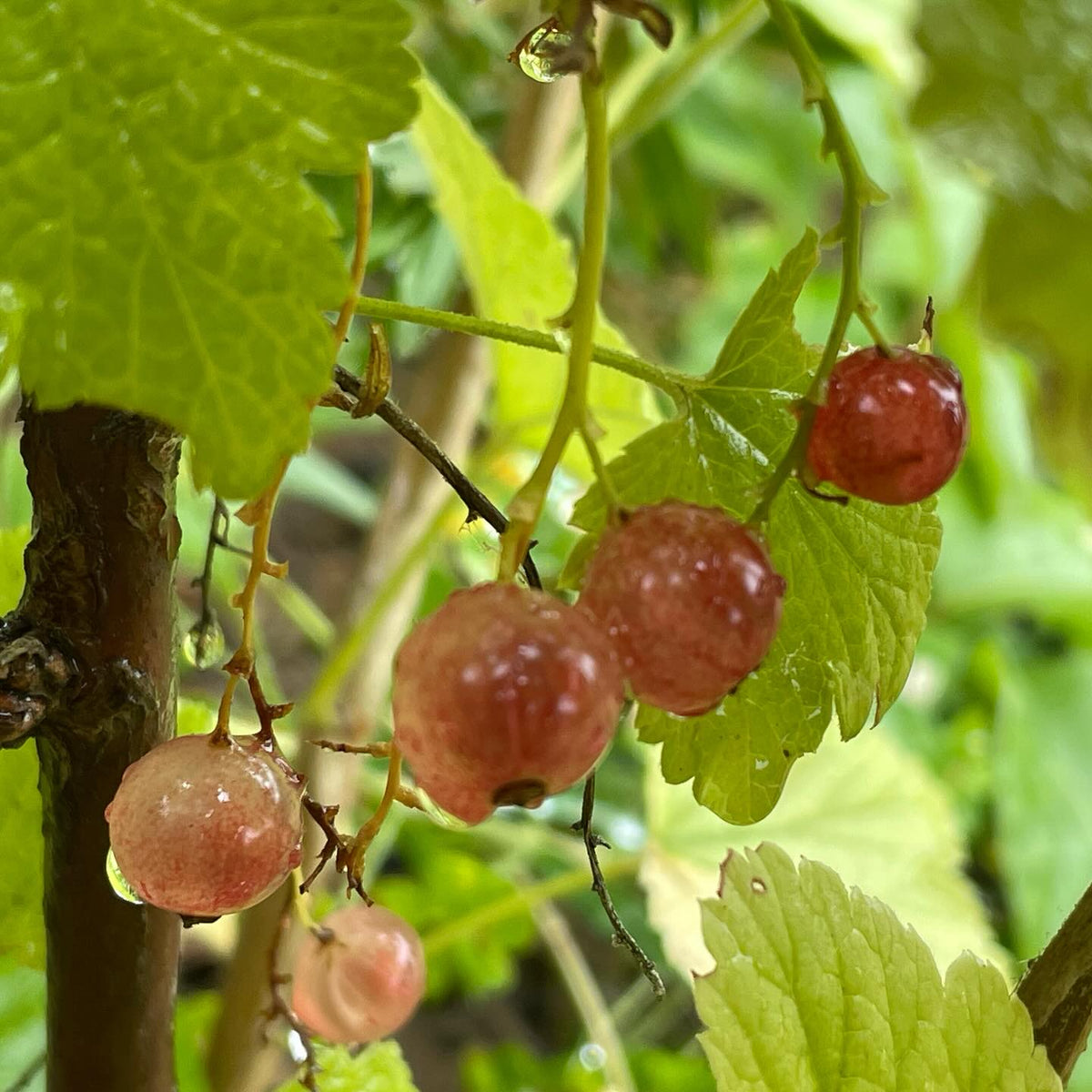 Quelques fruits tardifs encore sur les arbustes : groseille Pink Champagne, cassis Ben Conan et groseille à maquereau, image 1 sur 3
