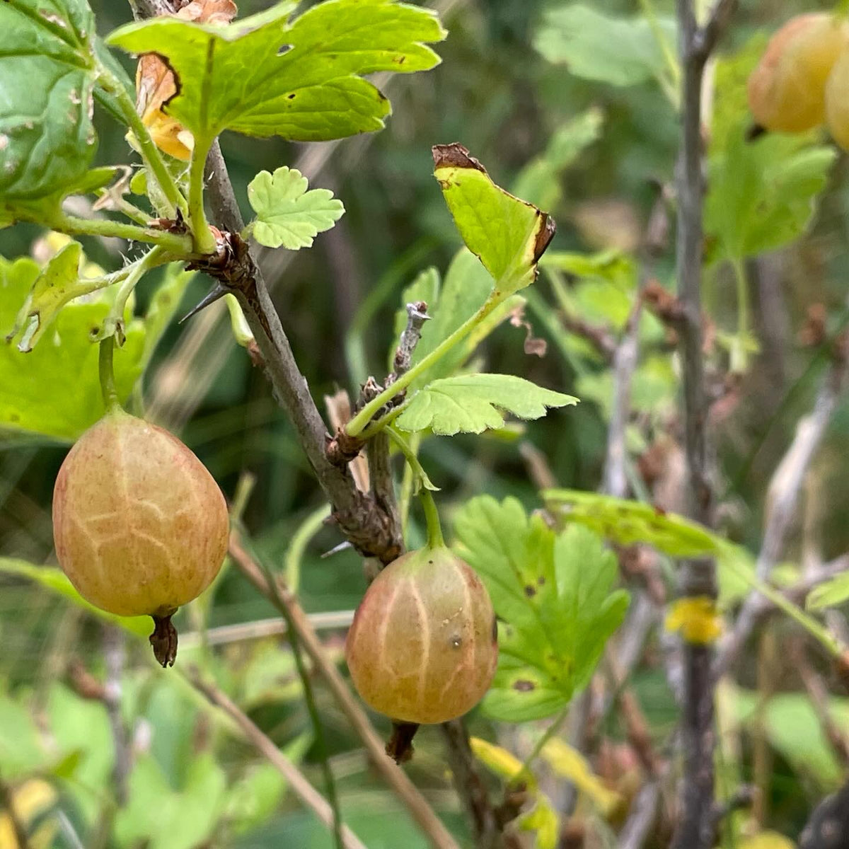 Quelques fruits tardifs encore sur les arbustes : groseille Pink Champagne, cassis Ben Conan et groseille à maquereau, image 3 sur 3