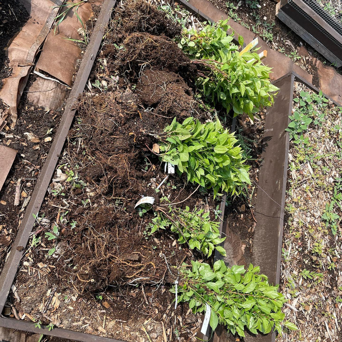 Parfois, on oublie de planter une centaine de pommiers, image 1 sur 4