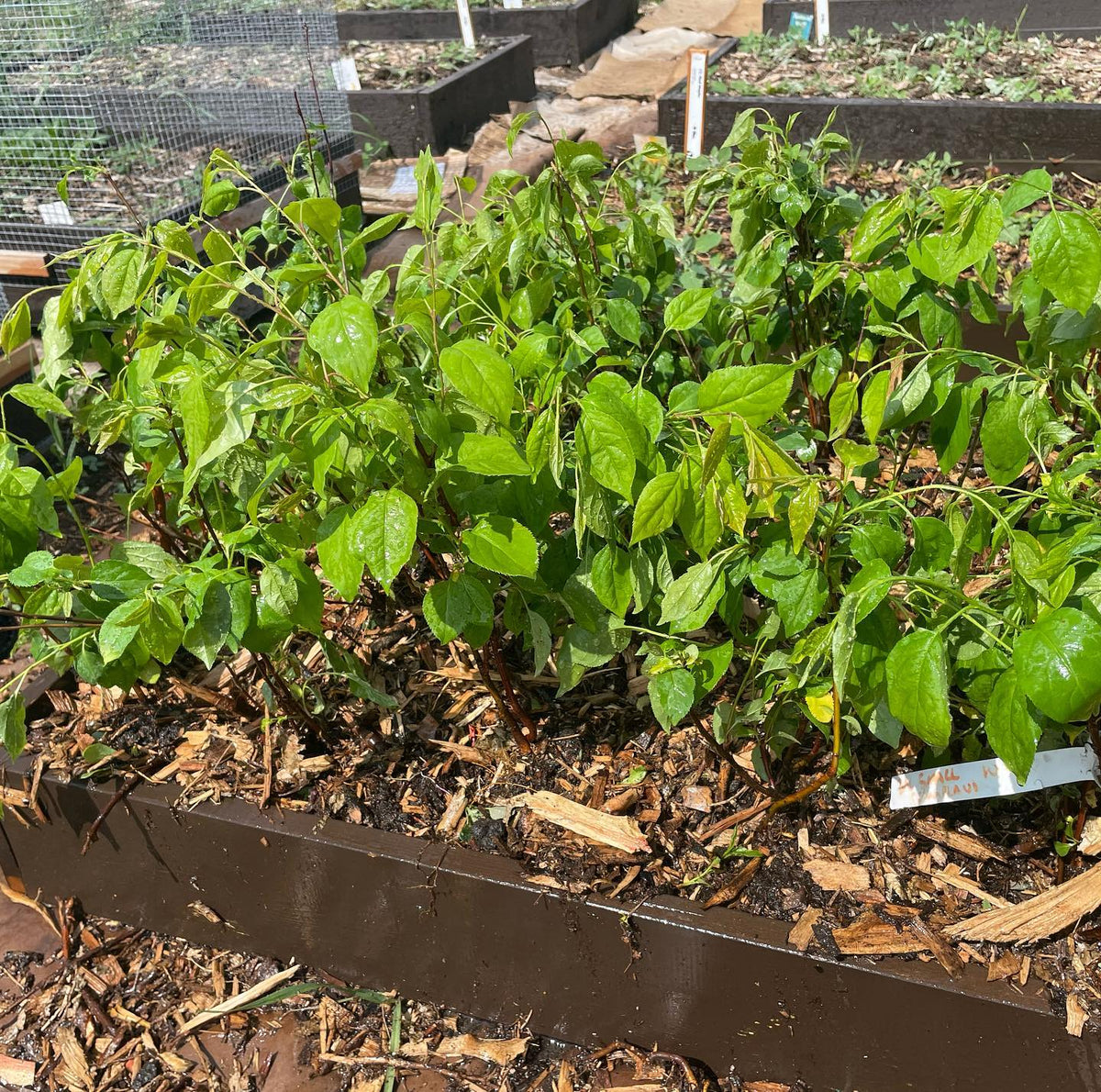 Parfois, on oublie de planter une centaine de pommiers, image 3 sur 4