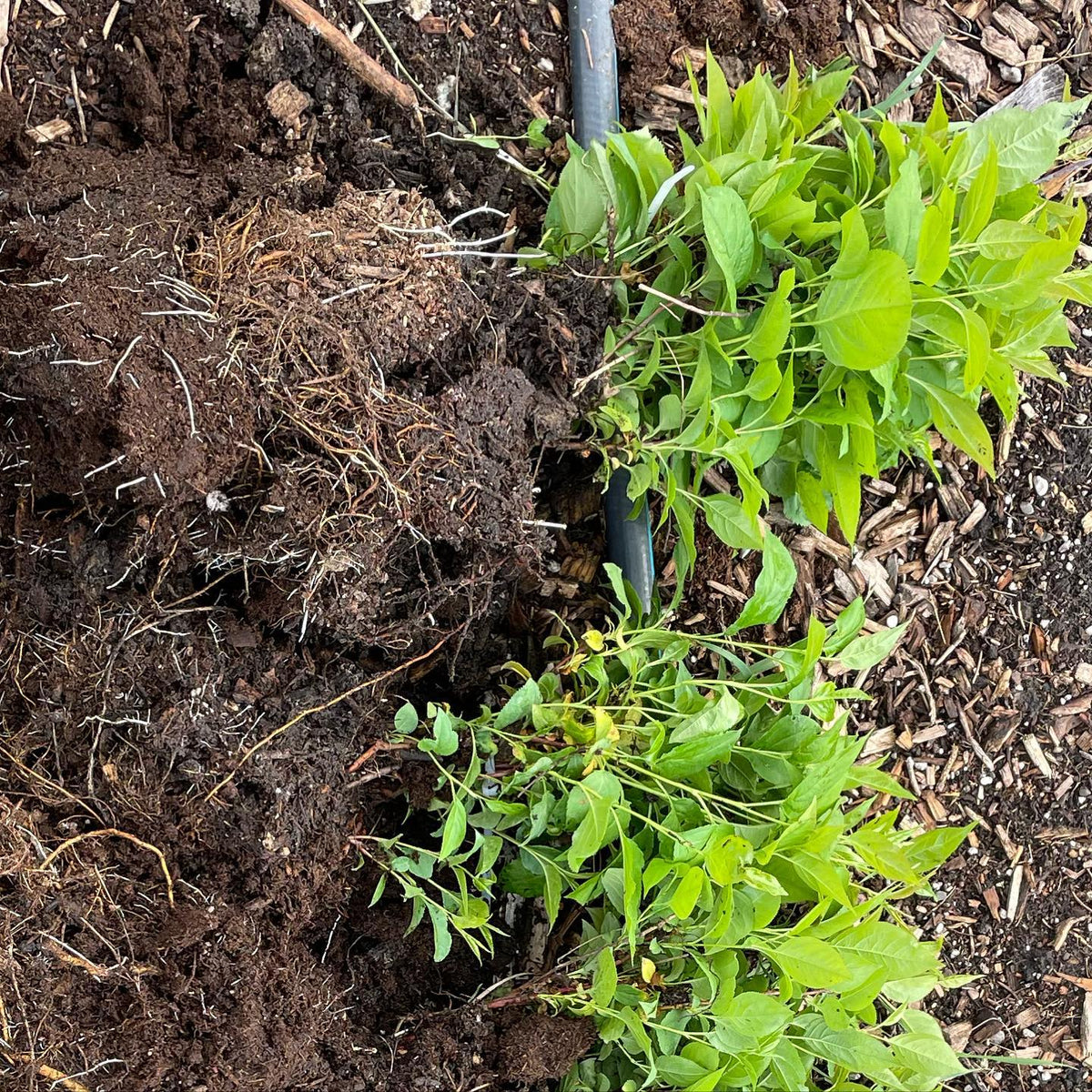 Parfois, on oublie de planter une centaine de pommiers, image 4 sur 4