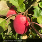 Sunrise Apple Tree