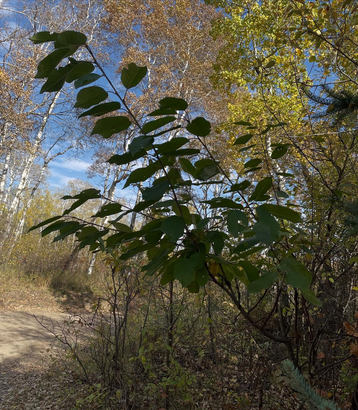 Greffes de cerisiers doux sur cerisier de Pennsylvanie, en zone 3, image 1 sur 10