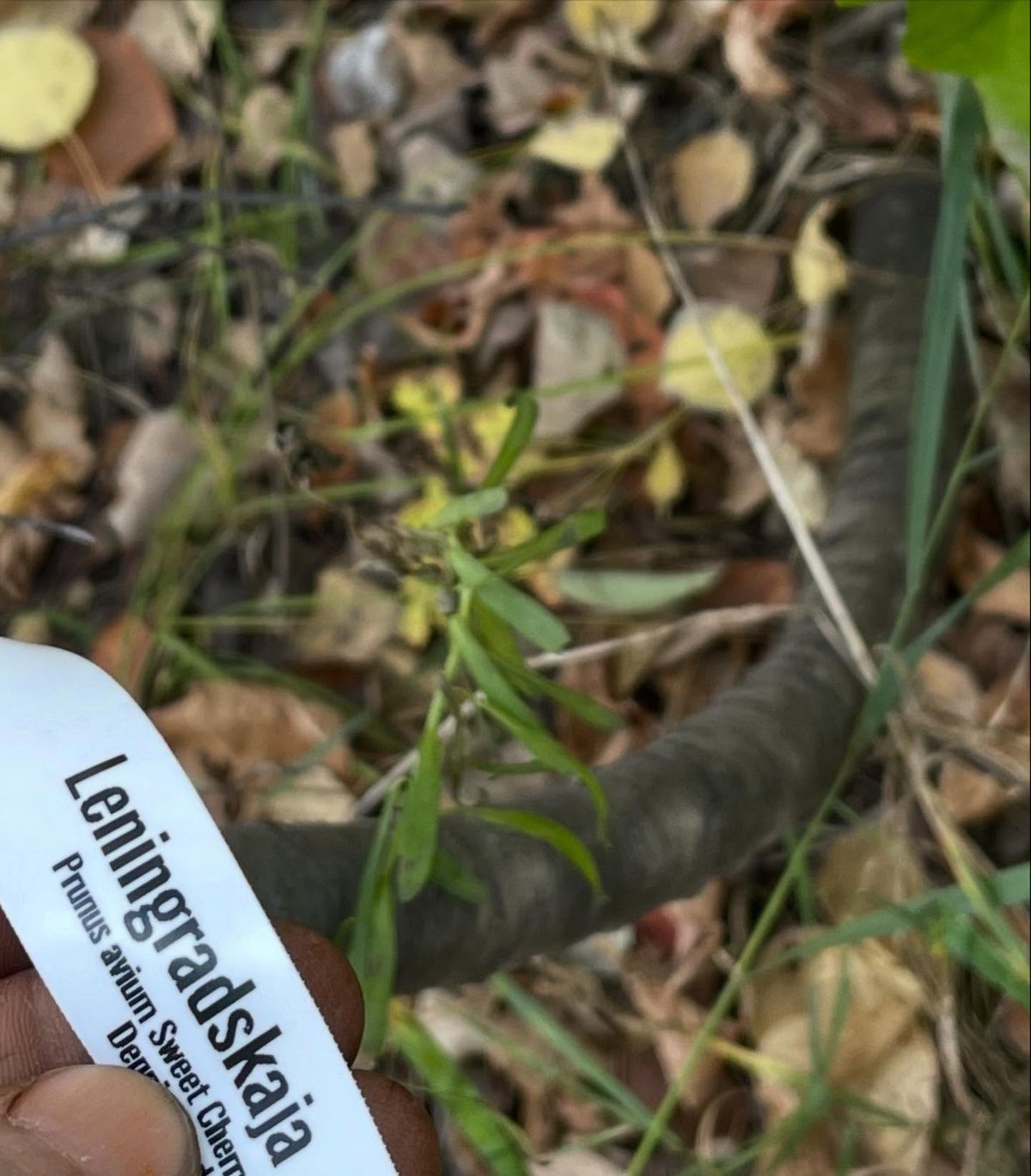 Greffes de cerisiers doux sur cerisier de Pennsylvanie, en zone 3, image 2 sur 10