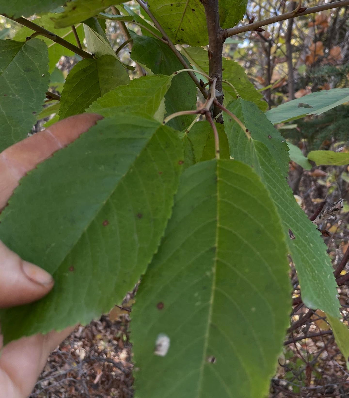 Greffes de cerisiers doux sur cerisier de Pennsylvanie, en zone 3, image 5 sur 10