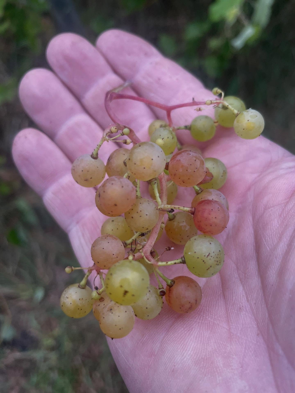 Uvas dulces sin semillas, maduras a pesar de su color claro, imagen 1 de 4