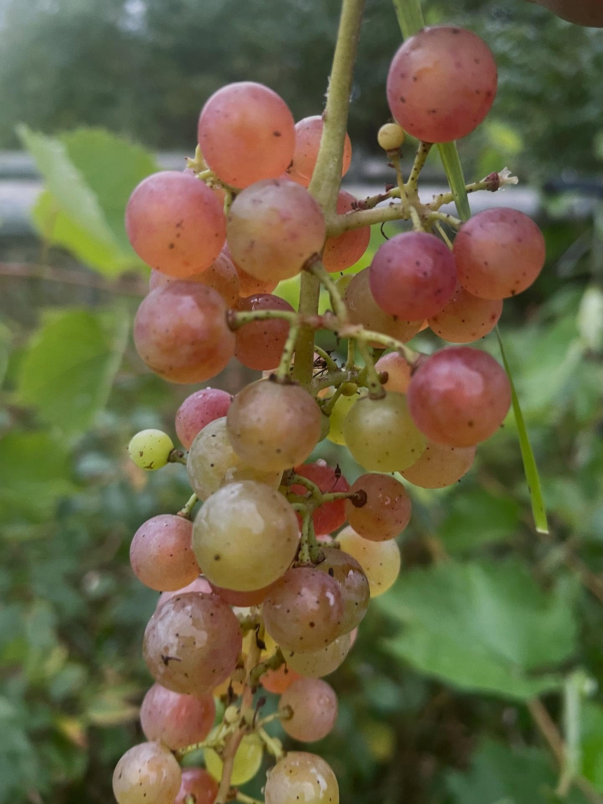 Uvas dulces sin semillas, maduras a pesar de su color claro, imagen 2 de 4