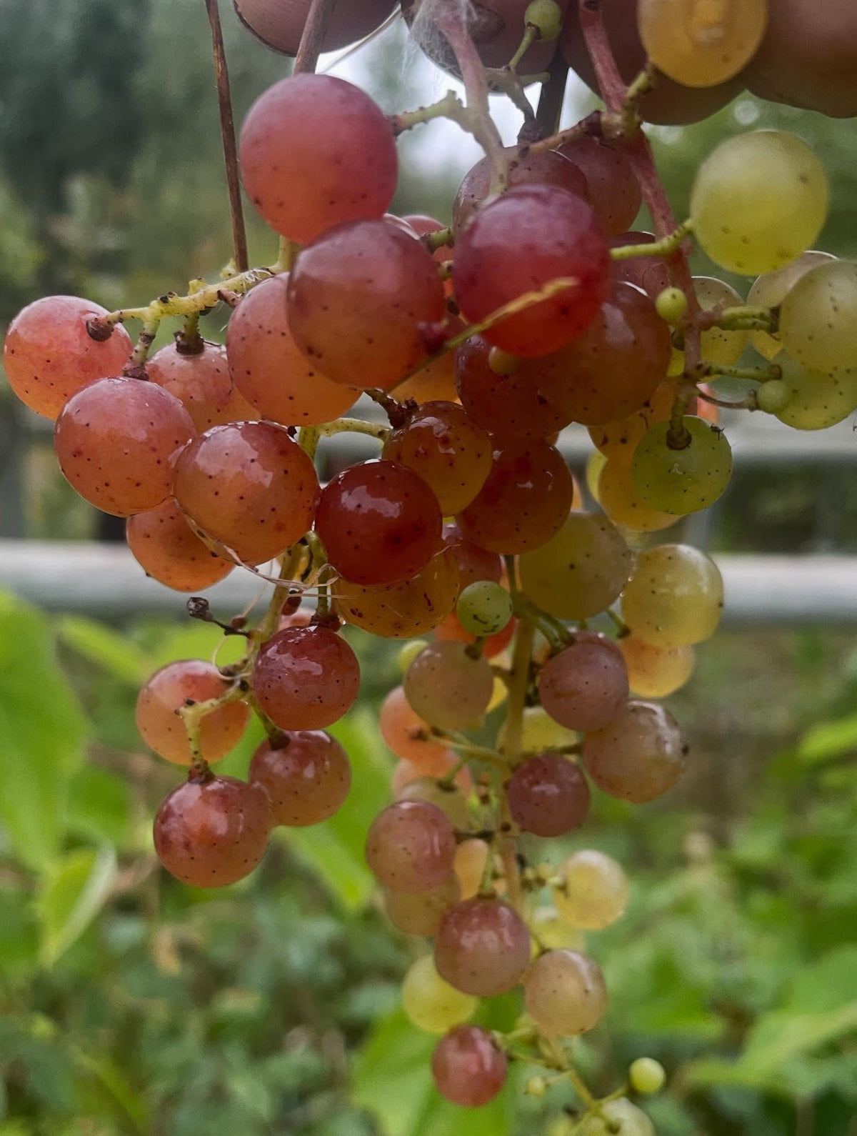 Uvas dulces sin semillas, maduras a pesar de su color claro, imagen 3 de 4