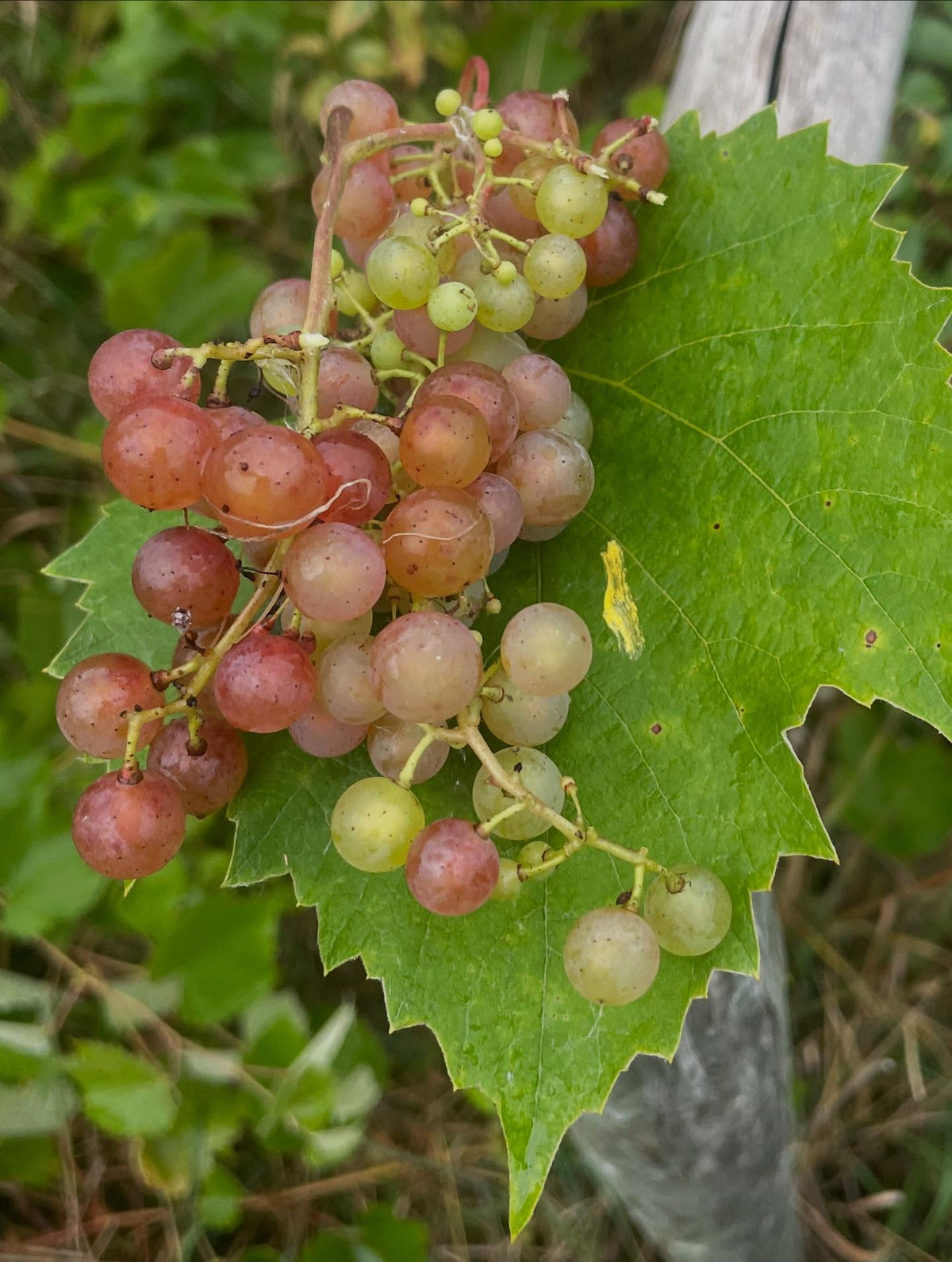 Uvas dulces sin semillas, maduras a pesar de su color claro, imagen 4 de 4