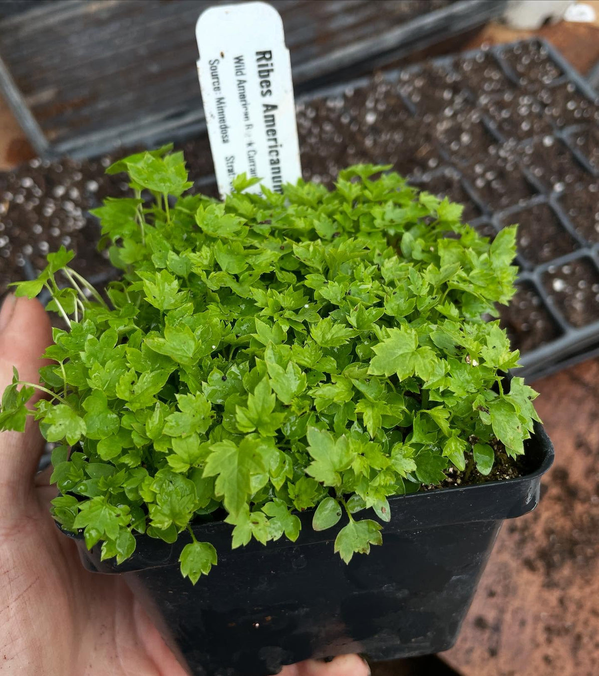 Lo más sorprendente de las grosellas negras americanas silvestres, Ribes americanum, es lo bien que saben, imagen 1 de 4
