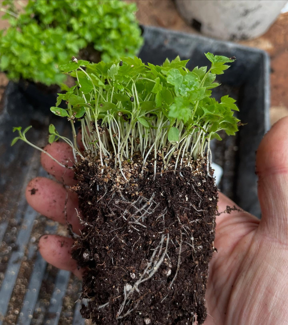 Lo más sorprendente de las grosellas negras americanas silvestres, Ribes americanum, es lo bien que saben, imagen 2 de 4