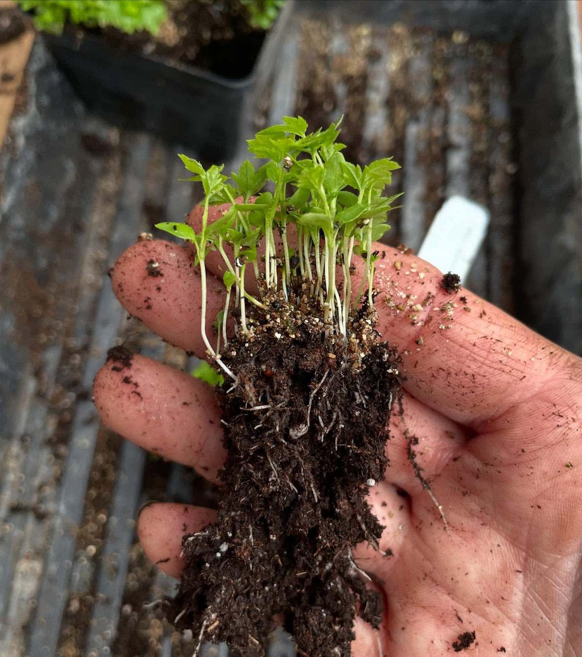 Lo más sorprendente de las grosellas negras americanas silvestres, Ribes americanum, es lo bien que saben, imagen 3 de 4