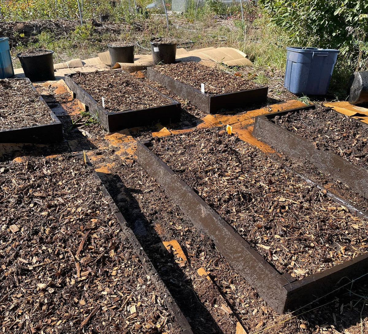 este otoño estamos usando bancales elevados de 4x2’ para nuestras semillas de árboles