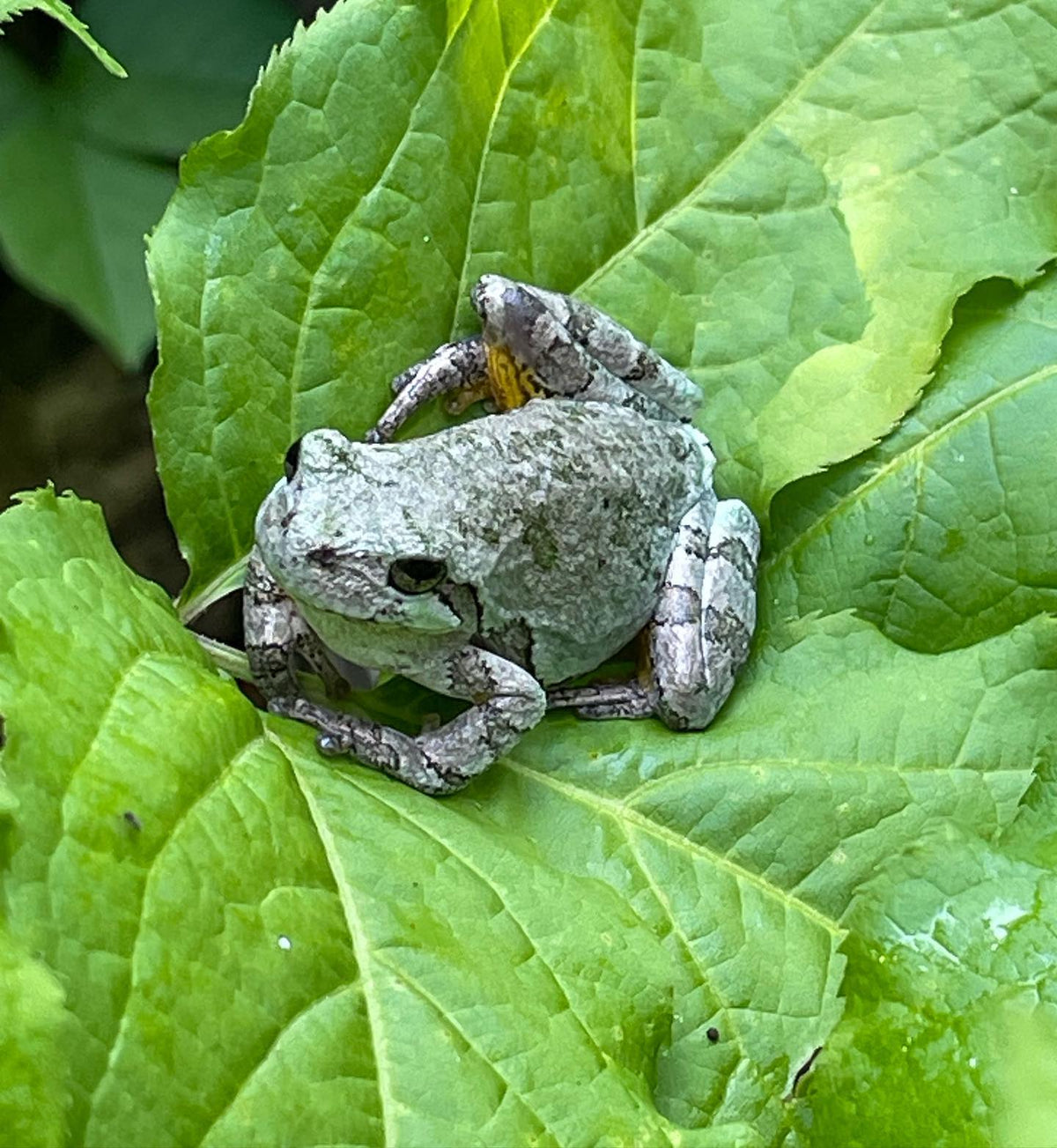 Este descansa sobre las hojas de zarzaparrilla junto al sendero. #toad