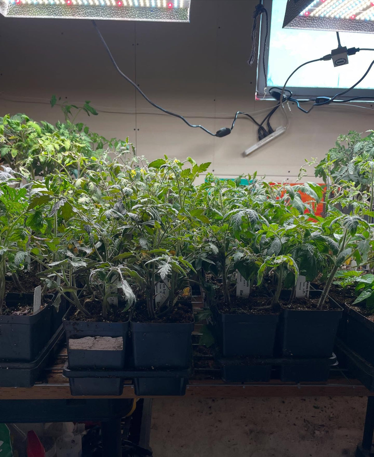 Hora de pasar los tomates al invernadero