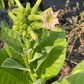 Tobacco Seeds (Nicotiana tabacum)