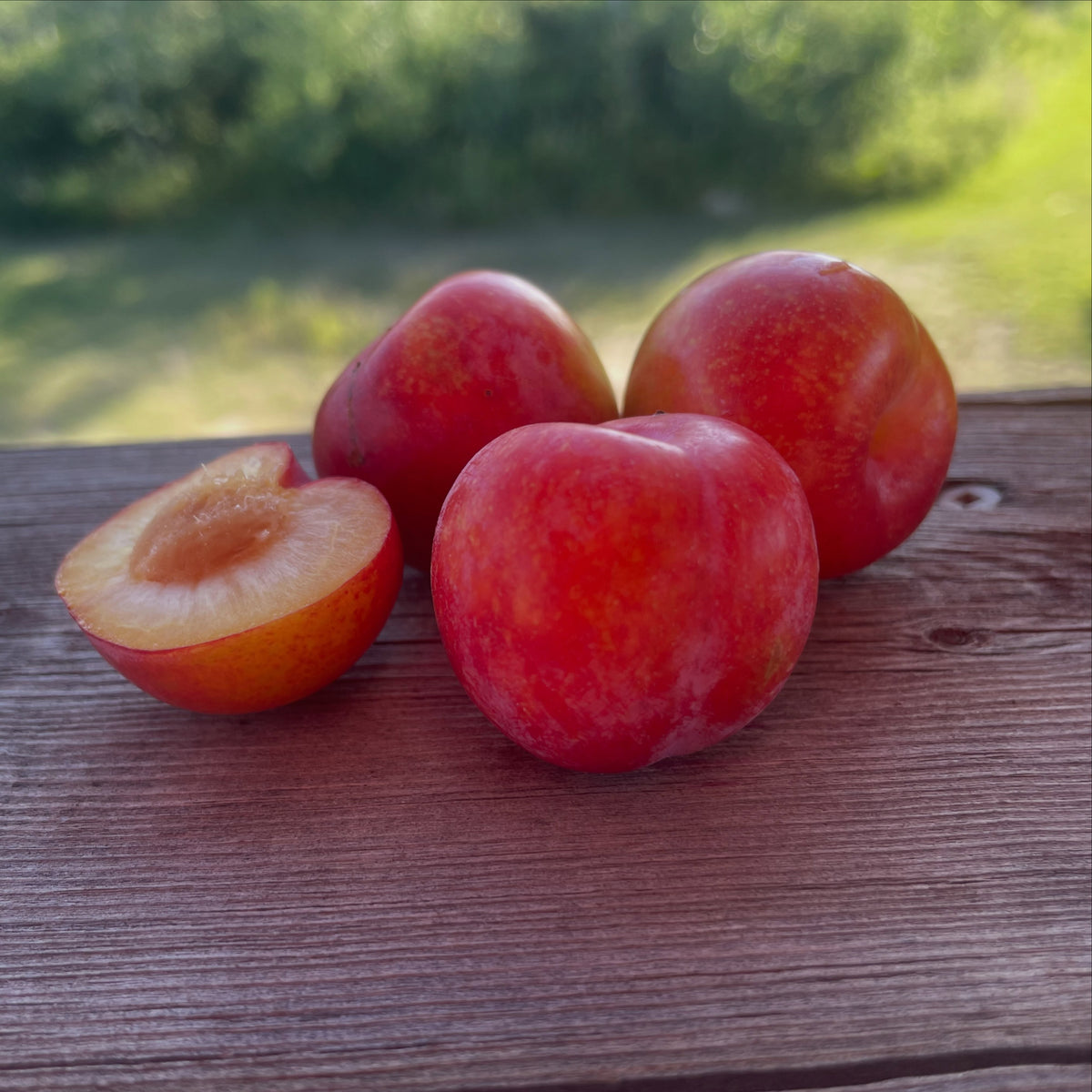 Maturation de la prune Toka et multiplication sur ses propres racines