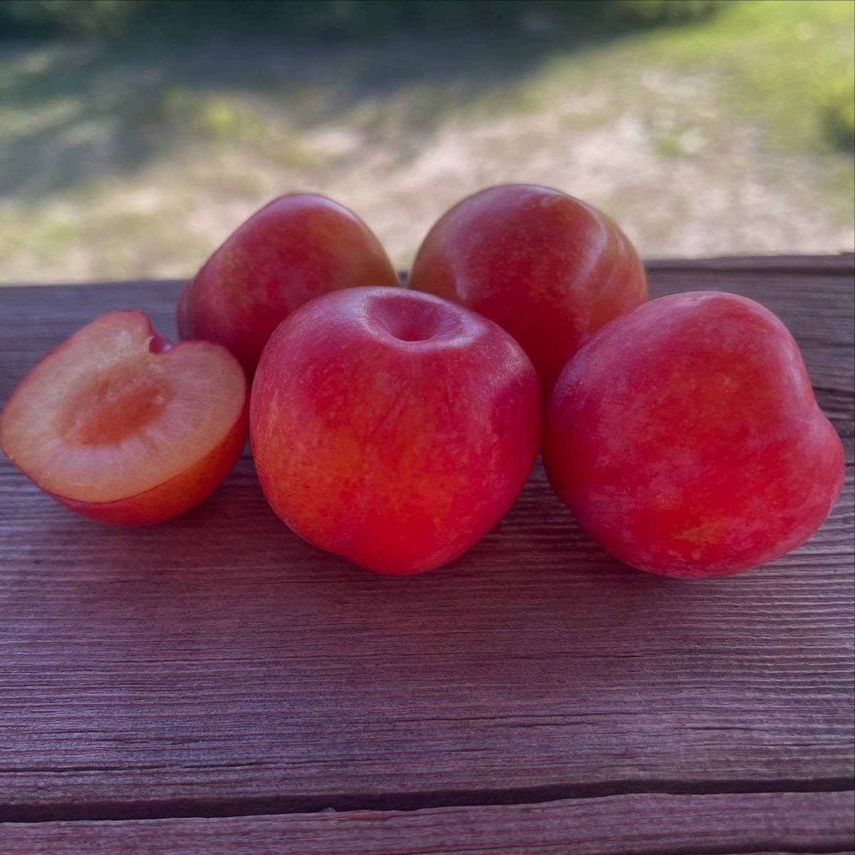 Maturation de la prune Toka et multiplication sur ses propres racines