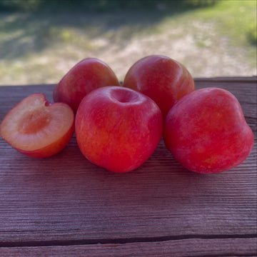 Toka plum ripening and own-root propagation, image 2 of 3