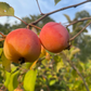 Trailman Apple Tree