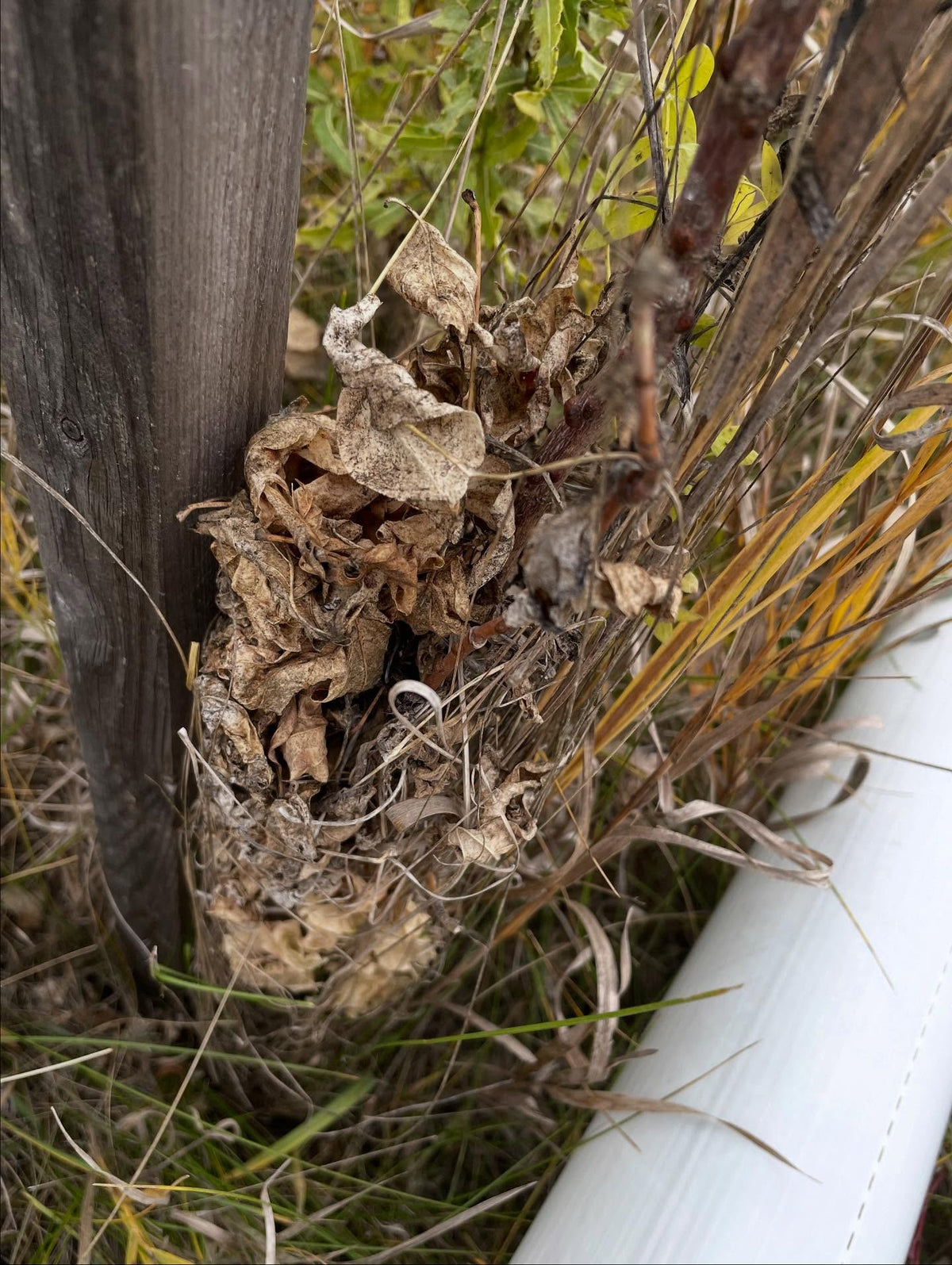 Los tubos protectores de árboles pueden llenarse de hierba; hoy ayudé en esta zona de @assiniboinefoodforest a quitar la hierba, podar un poco, imagen 1 de 4