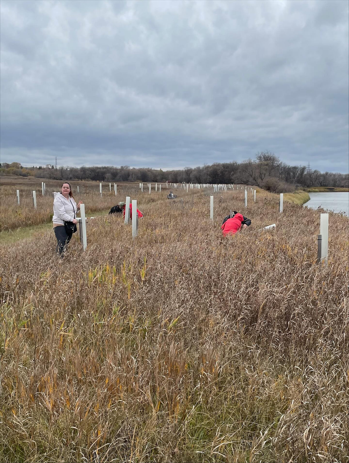 Los tubos protectores de árboles pueden llenarse de hierba; hoy ayudé en esta zona de @assiniboinefoodforest a quitar la hierba, podar un poco, imagen 4 de 4