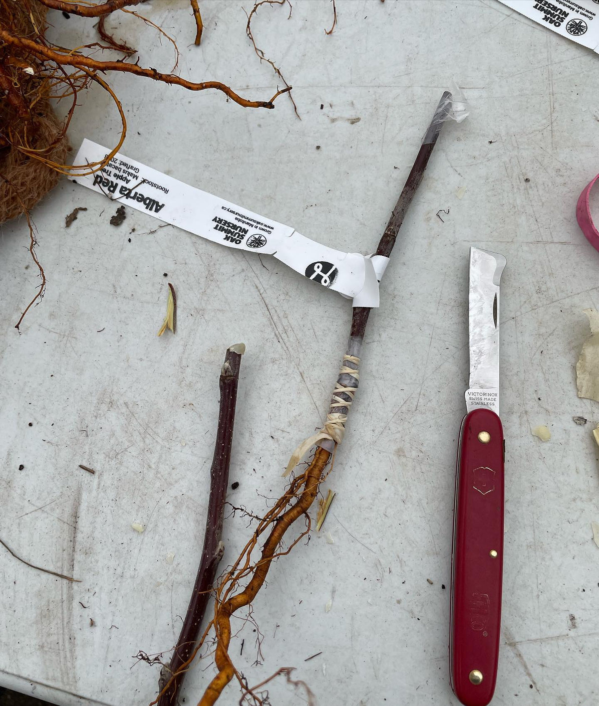 Essai de quelques greffes de pommier sur racines, avec une longueur de racine de 4 po fixée à un greffon de 6 po