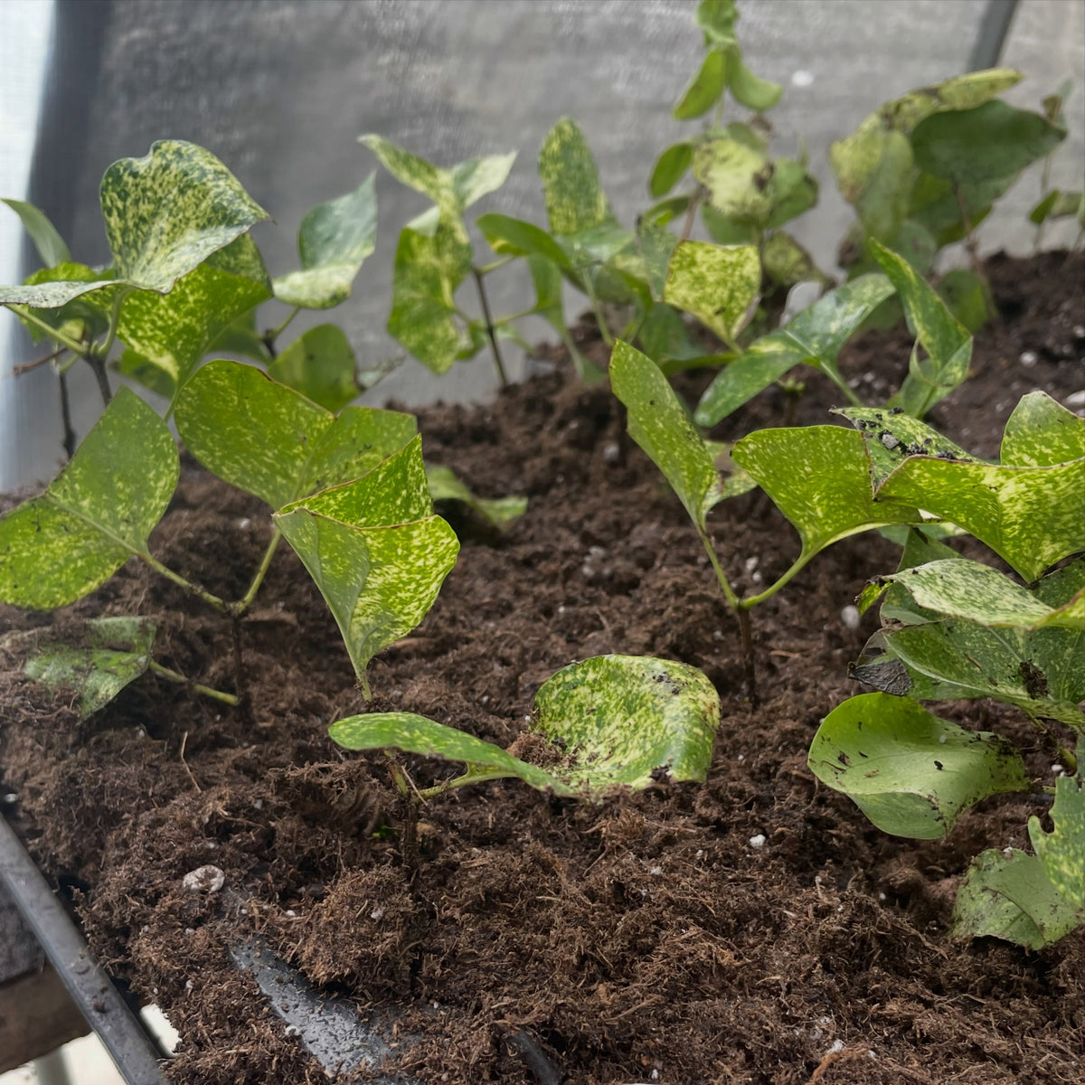 Proyecto de conservación de una lila variegada, imagen 1 de 5