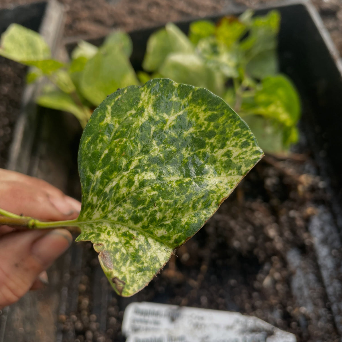 Proyecto de conservación de una lila variegada, imagen 2 de 5