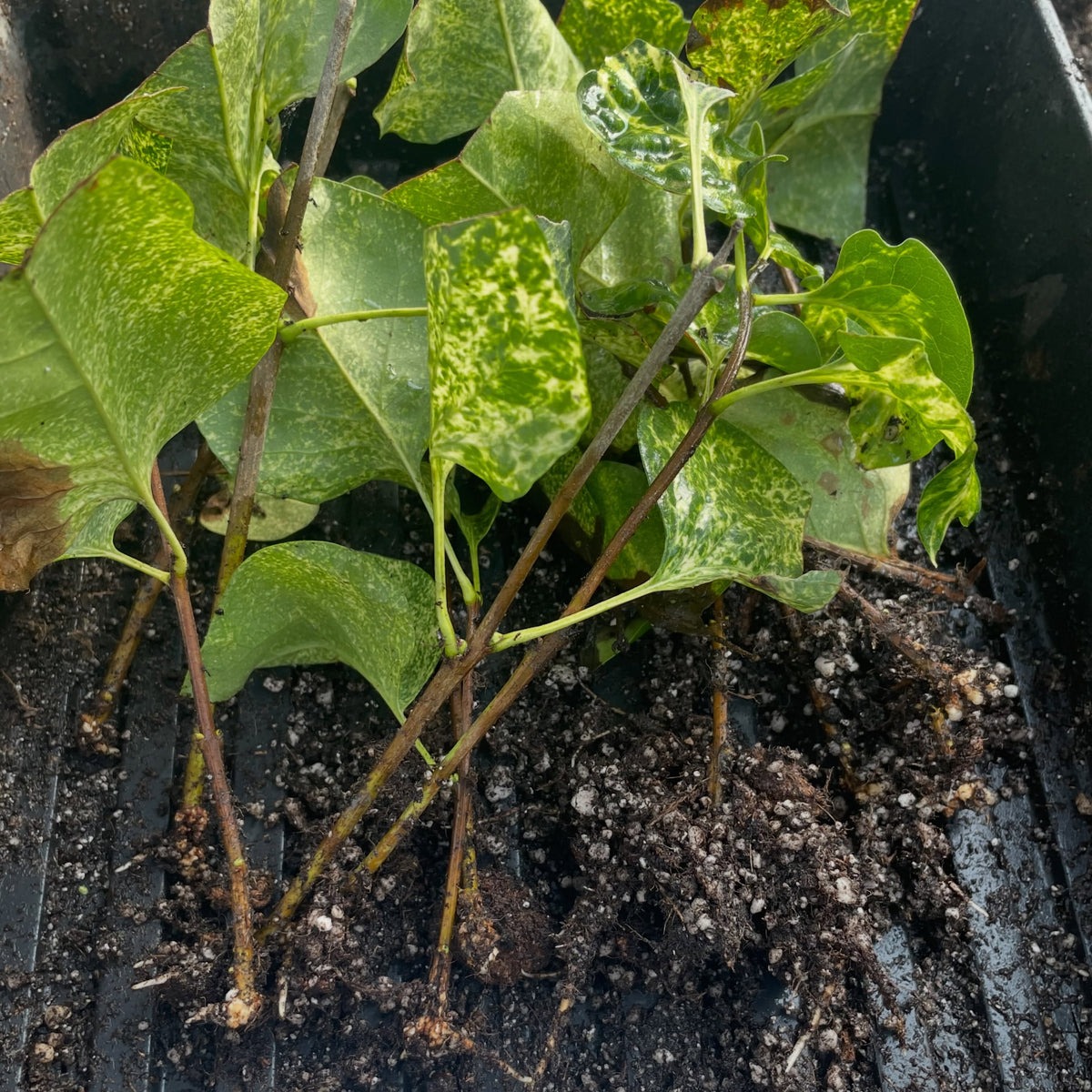 Proyecto de conservación de una lila variegada, imagen 3 de 5