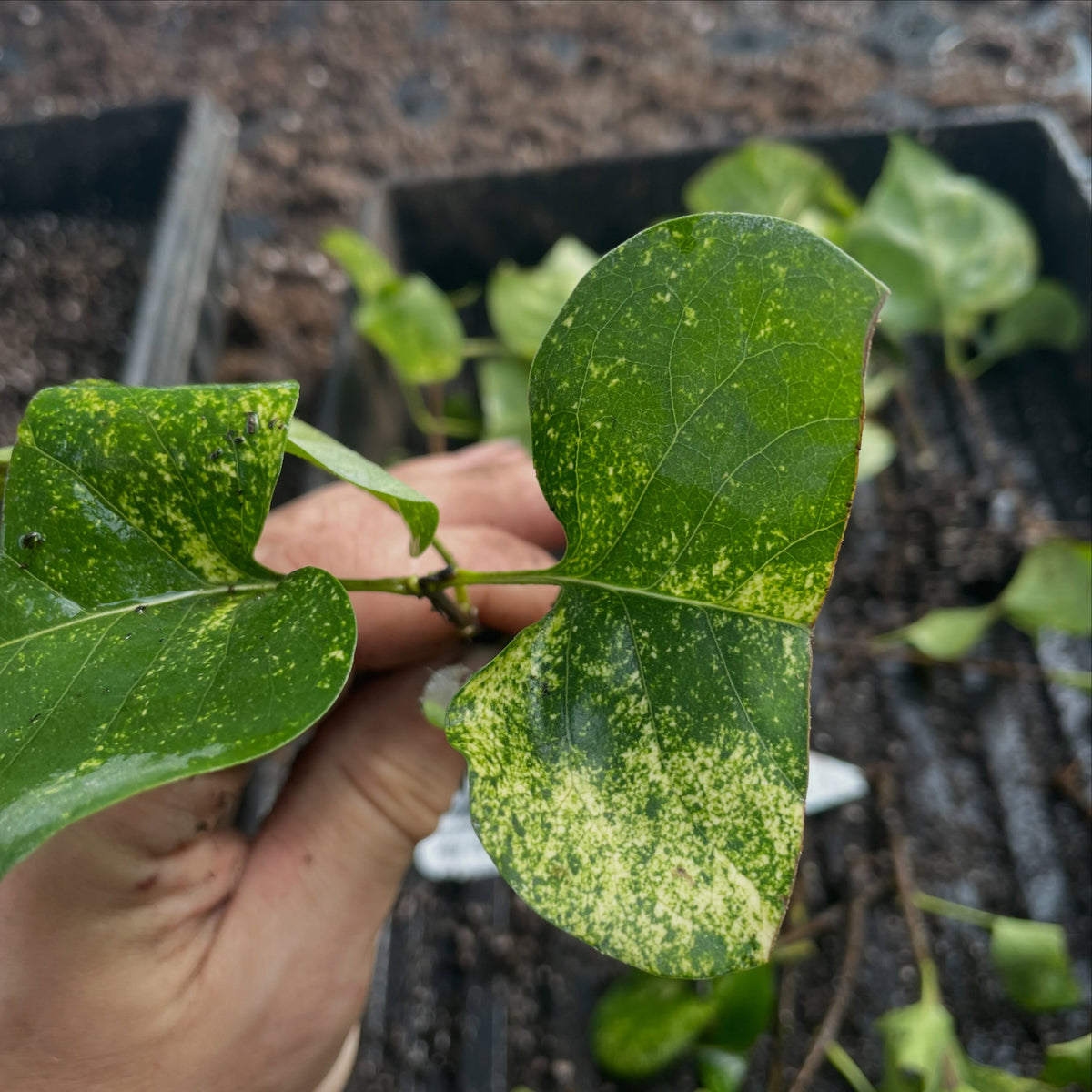 Proyecto de conservación de una lila variegada, imagen 4 de 5