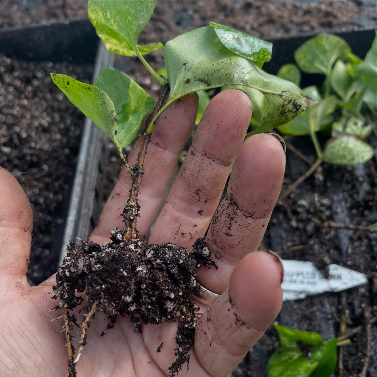 Proyecto de conservación de una lila variegada, imagen 5 de 5